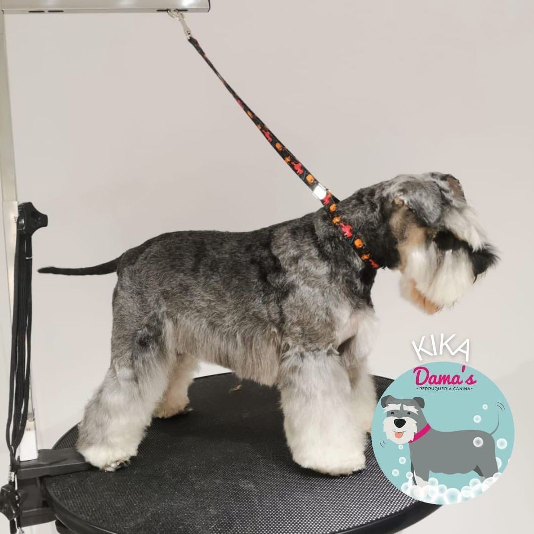 Foto 41 de Peluquería canina con todo tipo de tratamientos para tu mascota en  | Dama's