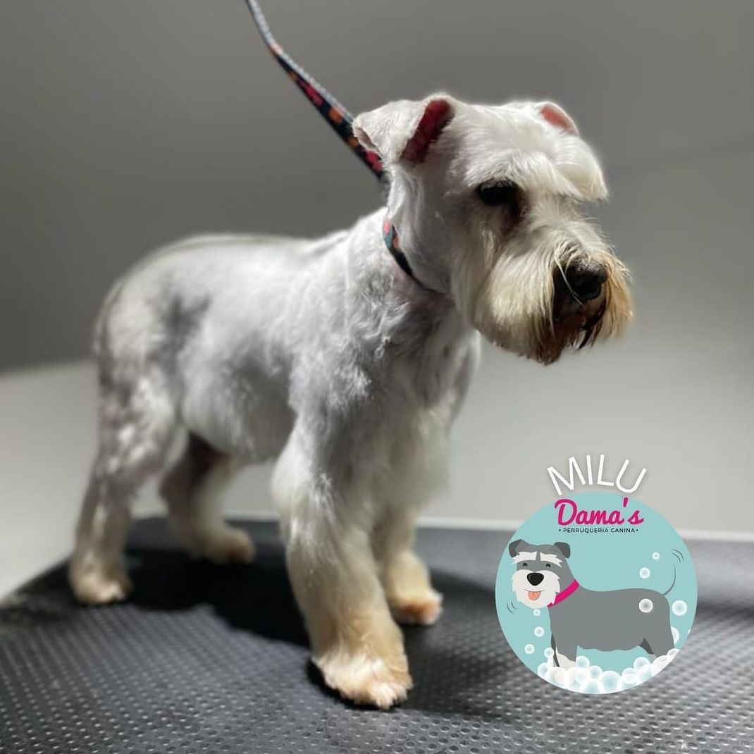 Foto 42 de Peluquería canina con todo tipo de tratamientos para tu mascota en  | Dama's