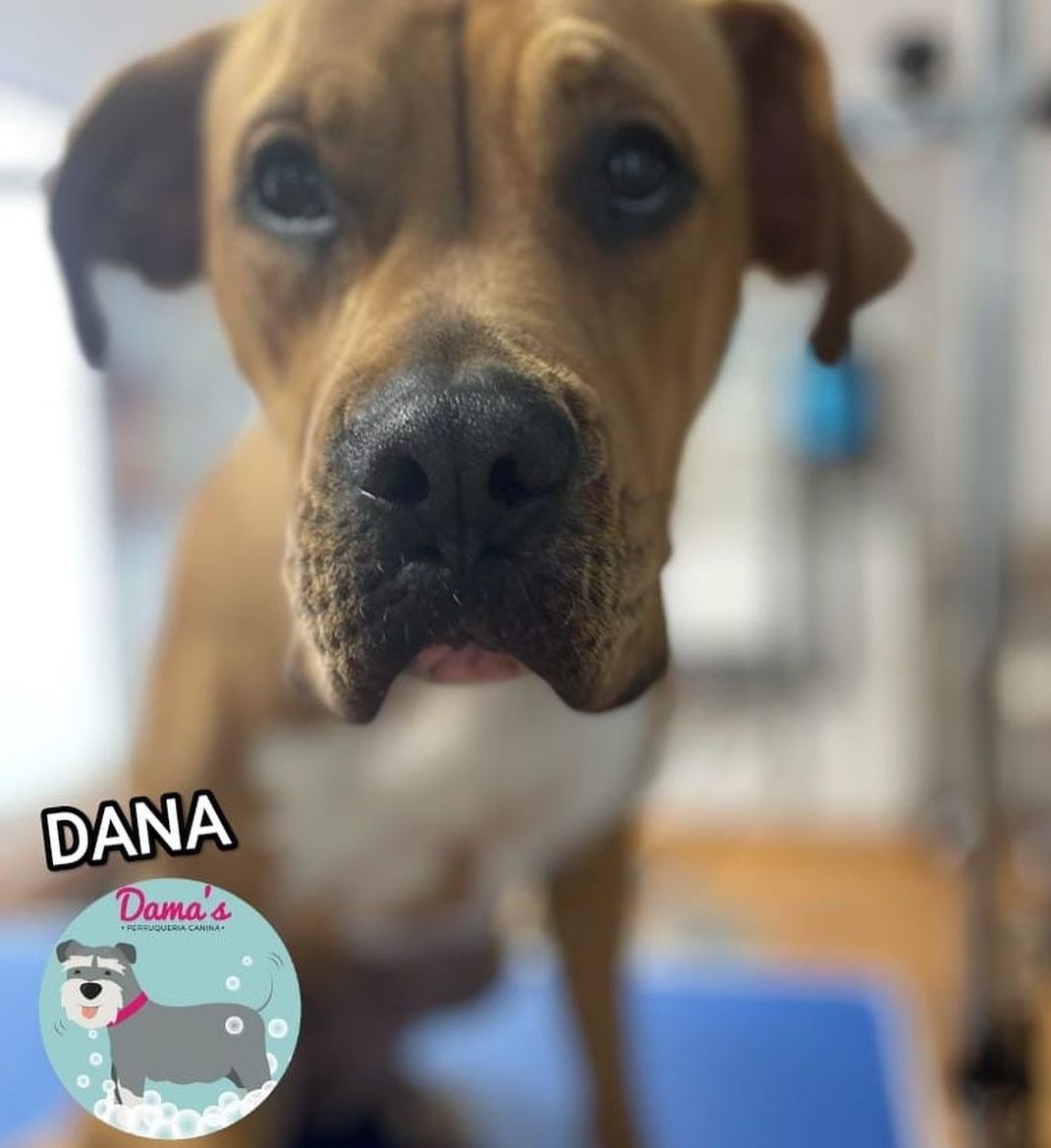 Foto 76 de Peluquería canina con todo tipo de tratamientos para tu mascota en  | Dama's