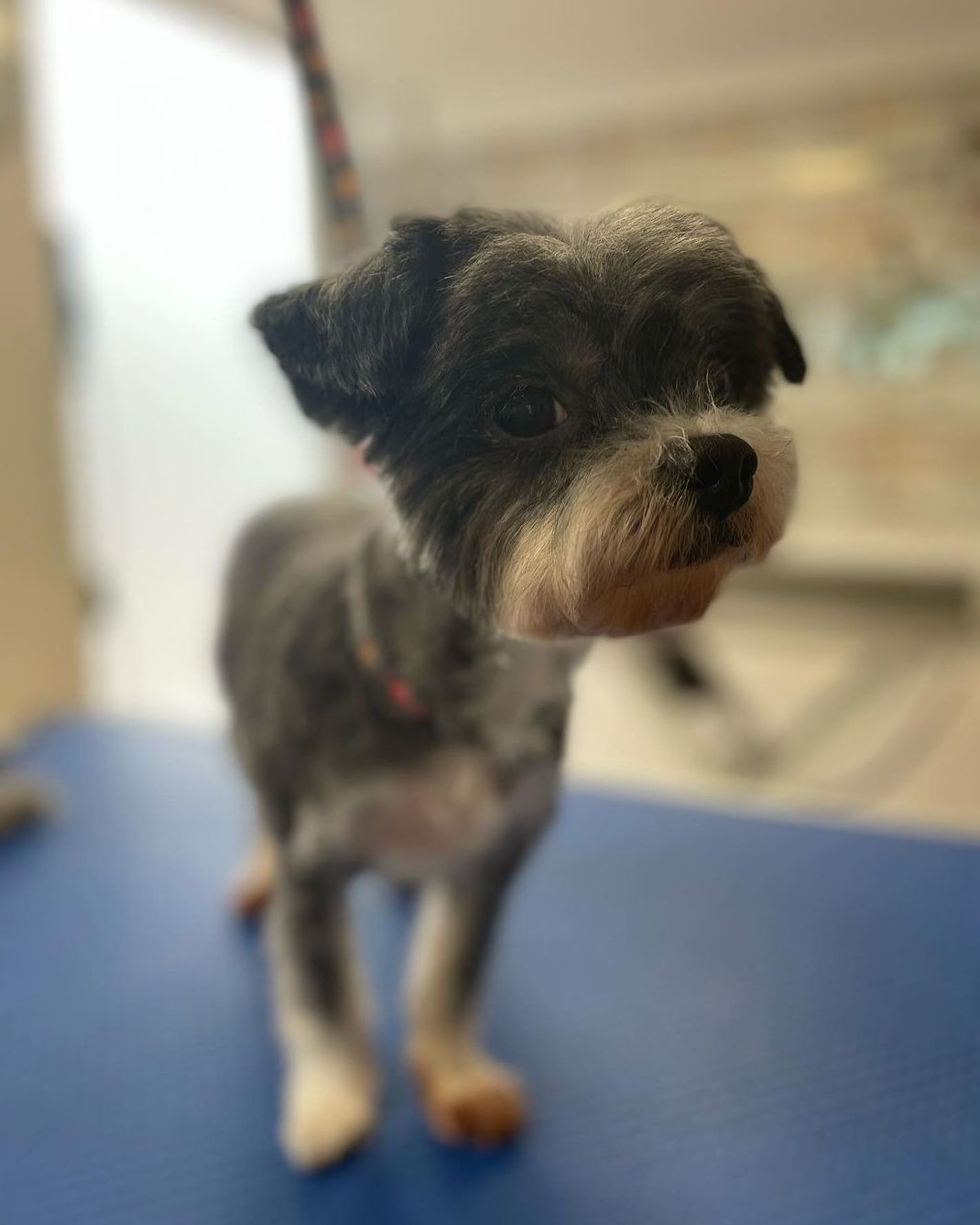 Foto 111 de Peluquería canina con todo tipo de tratamientos para tu mascota en  | Dama's