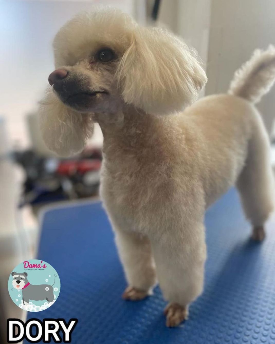 Foto 77 de Peluquería canina con todo tipo de tratamientos para tu mascota en  | Dama's