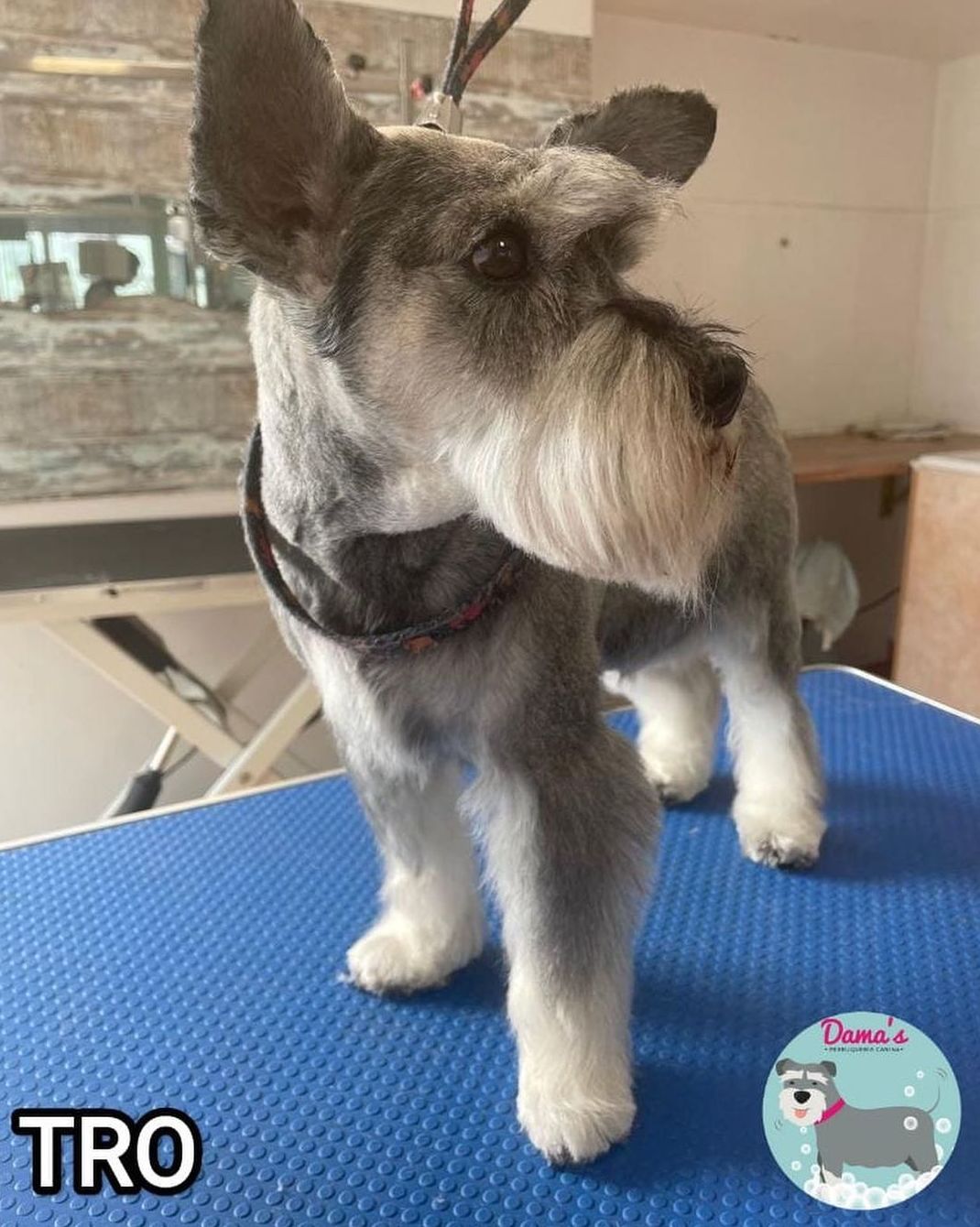 Foto 99 de Peluquería canina con todo tipo de tratamientos para tu mascota en  | Dama's