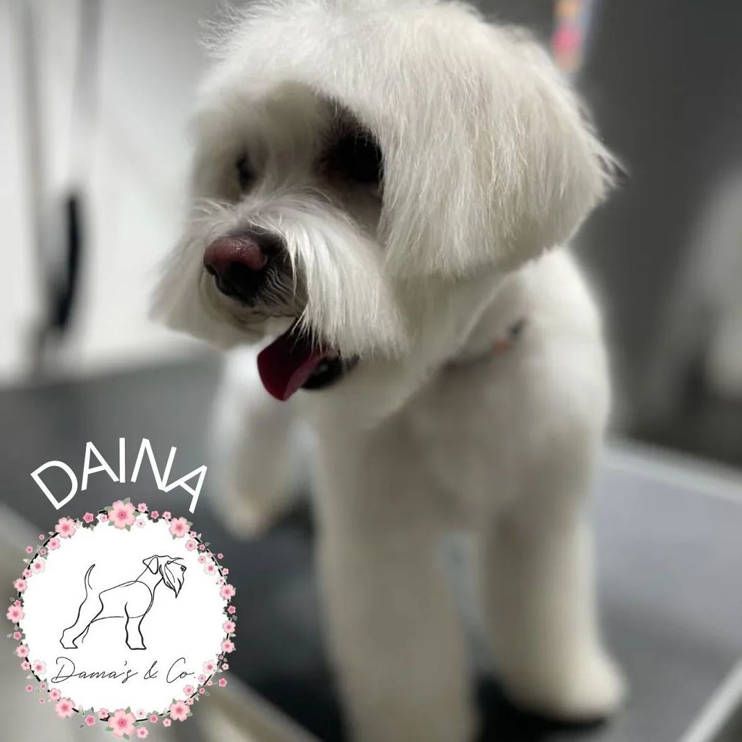 Foto 12 de Peluquería canina con todo tipo de tratamientos para tu mascota en  | Dama's