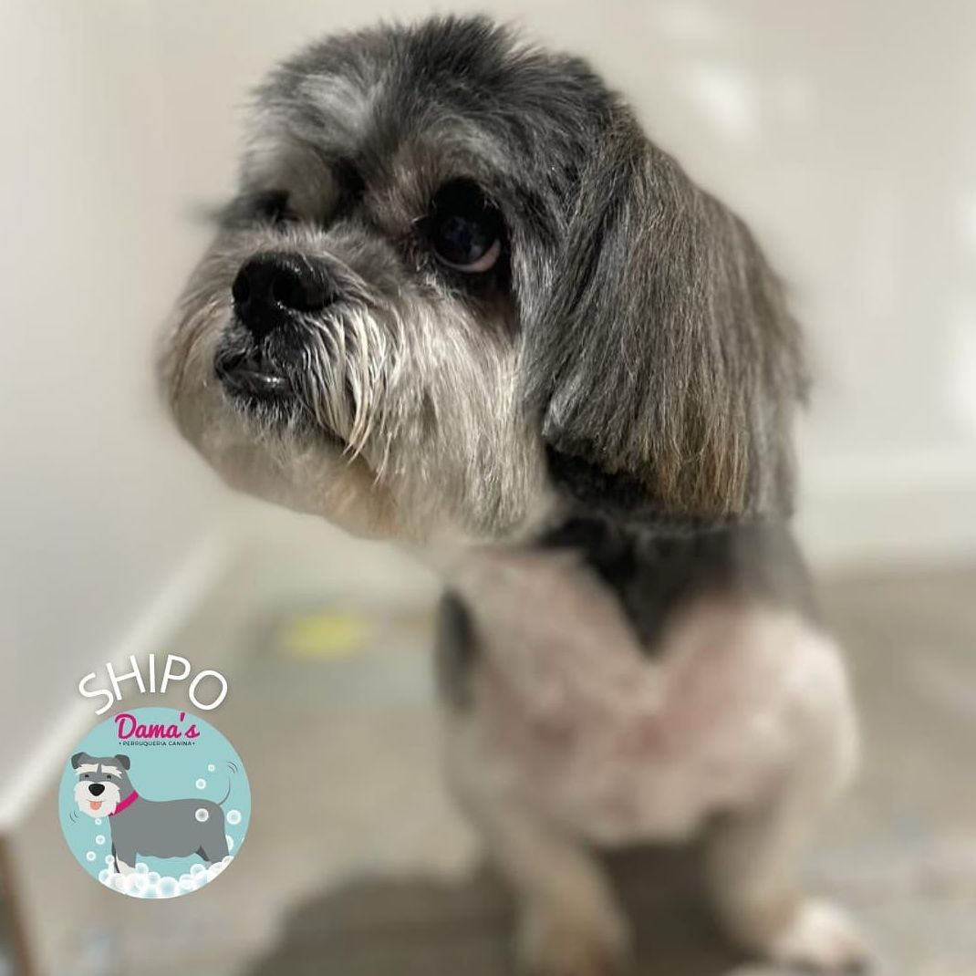 Foto 40 de Peluquería canina con todo tipo de tratamientos para tu mascota en  | Dama's