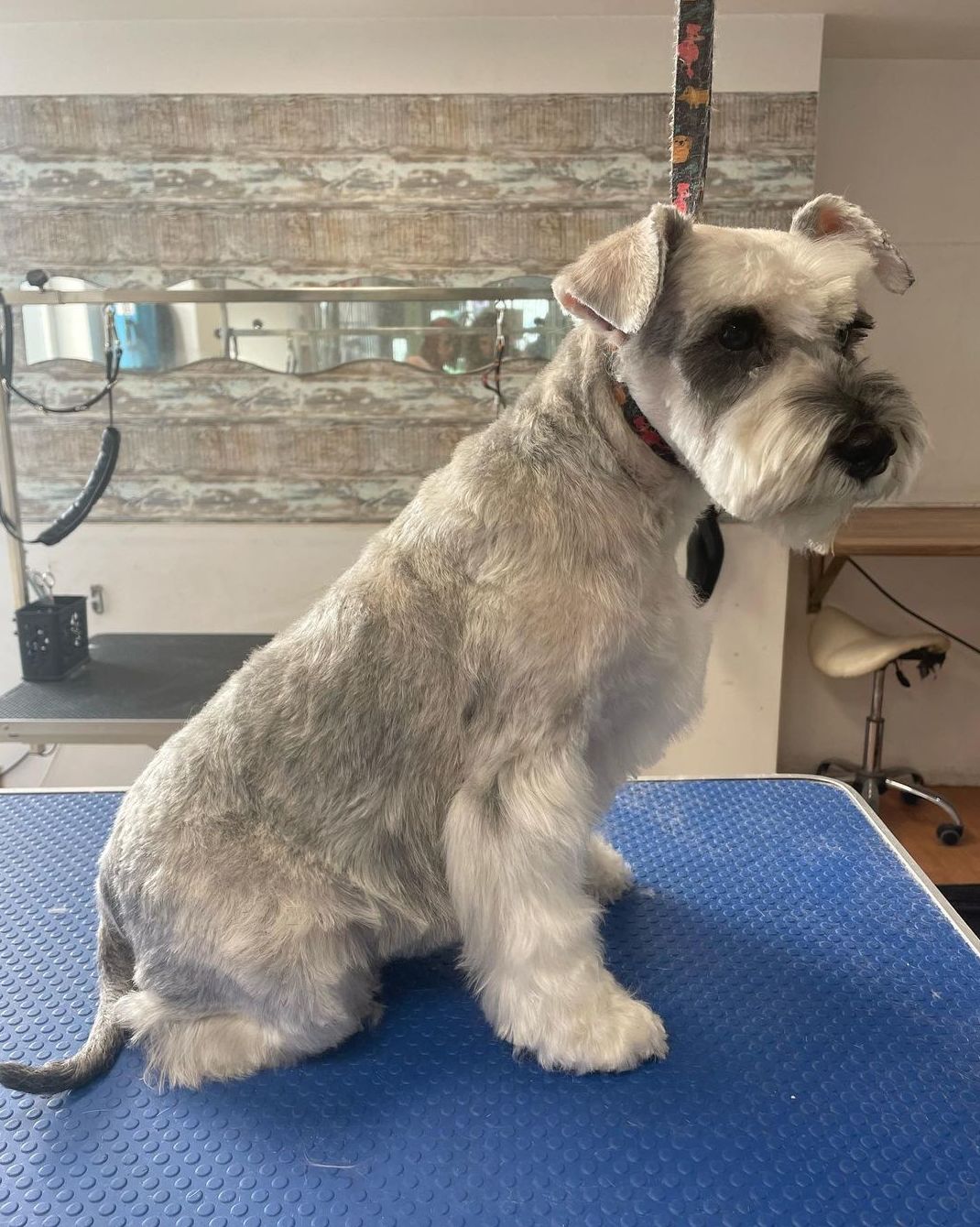 Foto 114 de Peluquería canina con todo tipo de tratamientos para tu mascota en  | Dama's