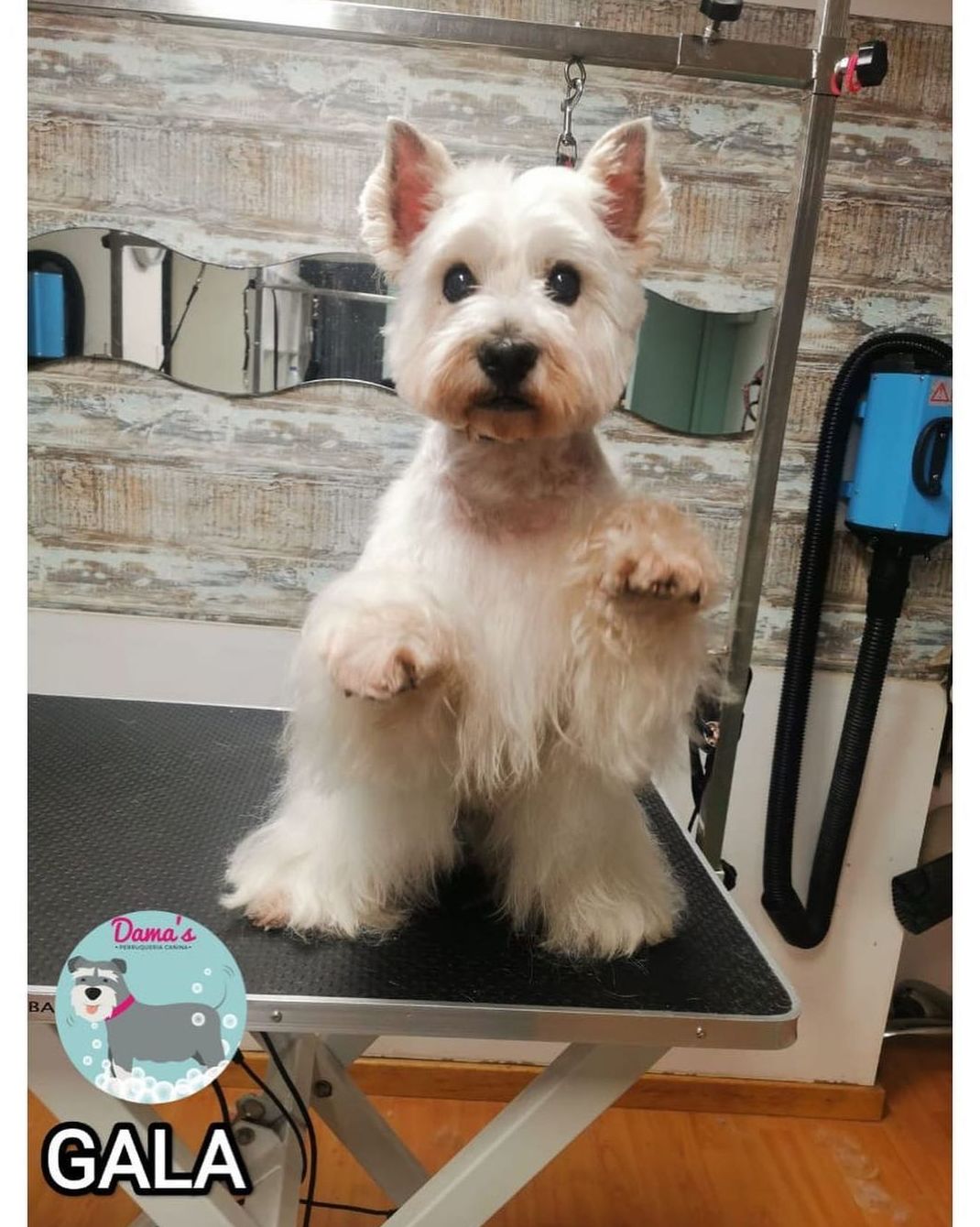 Foto 81 de Peluquería canina con todo tipo de tratamientos para tu mascota en  | Dama's