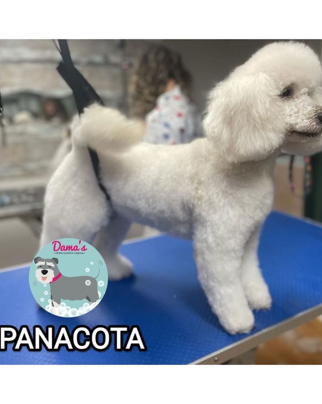 Foto 83 de Peluquería canina con todo tipo de tratamientos para tu mascota en  | Dama's