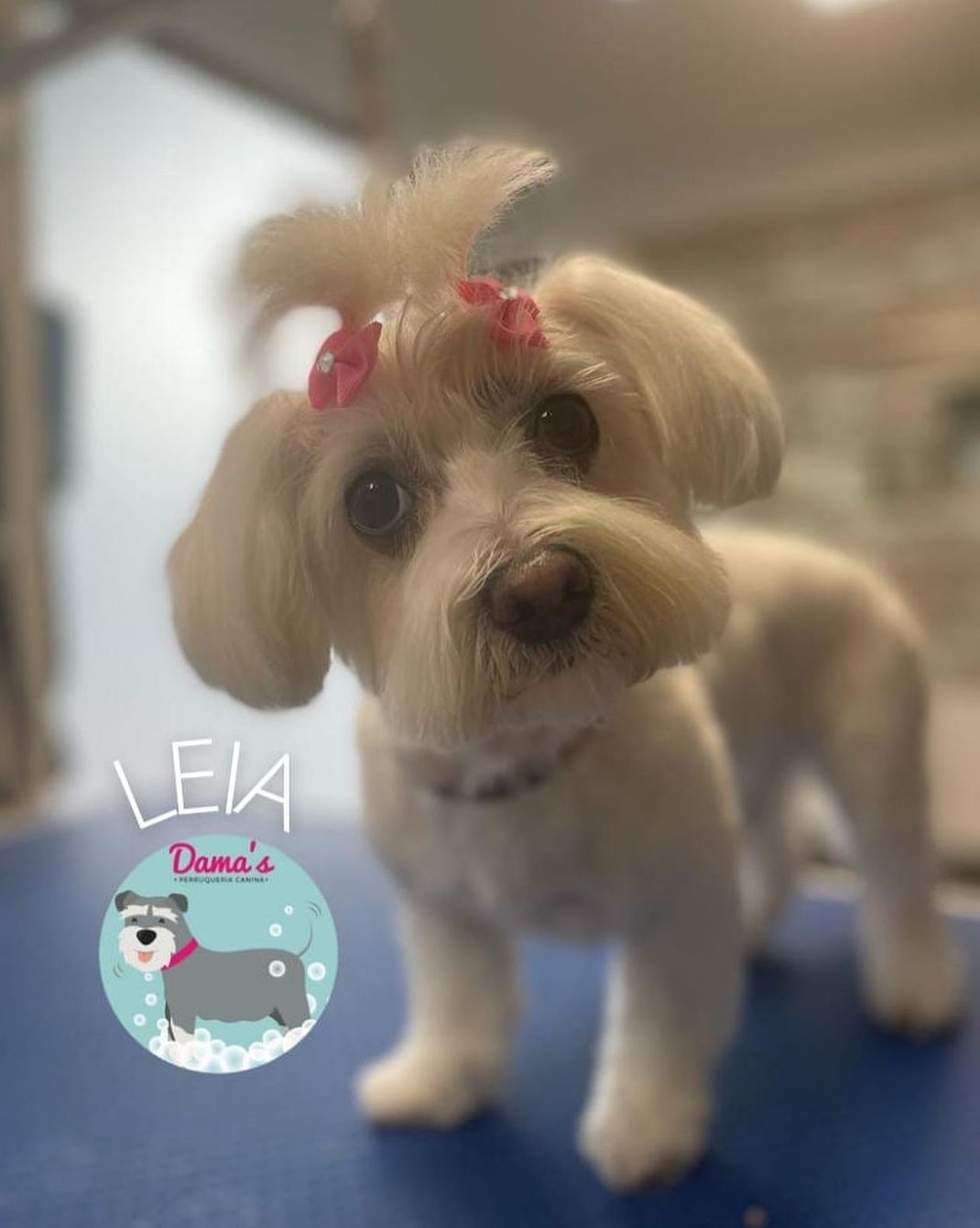 Foto 67 de Peluquería canina con todo tipo de tratamientos para tu mascota en  | Dama's