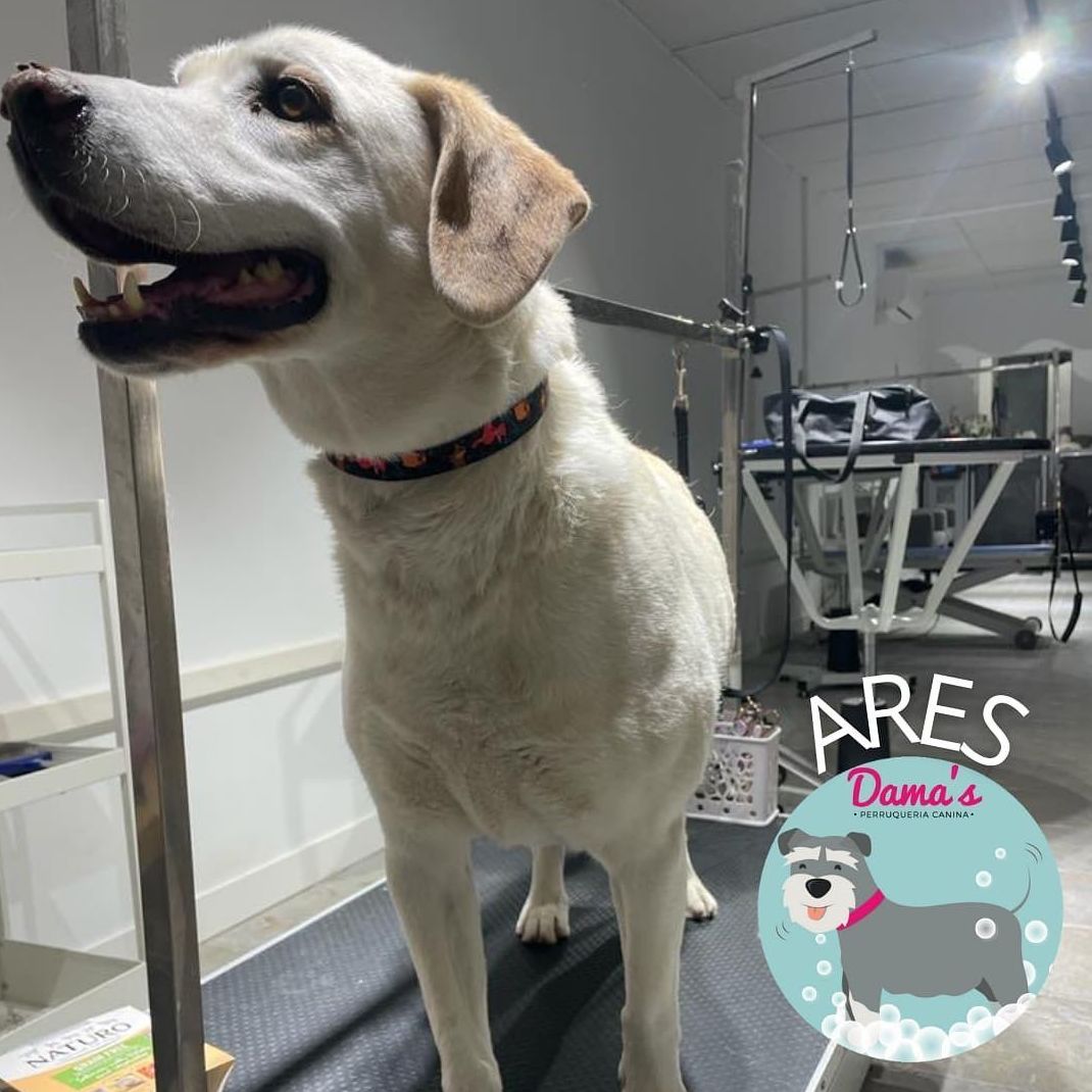 Foto 33 de Peluquería canina con todo tipo de tratamientos para tu mascota en  | Dama's