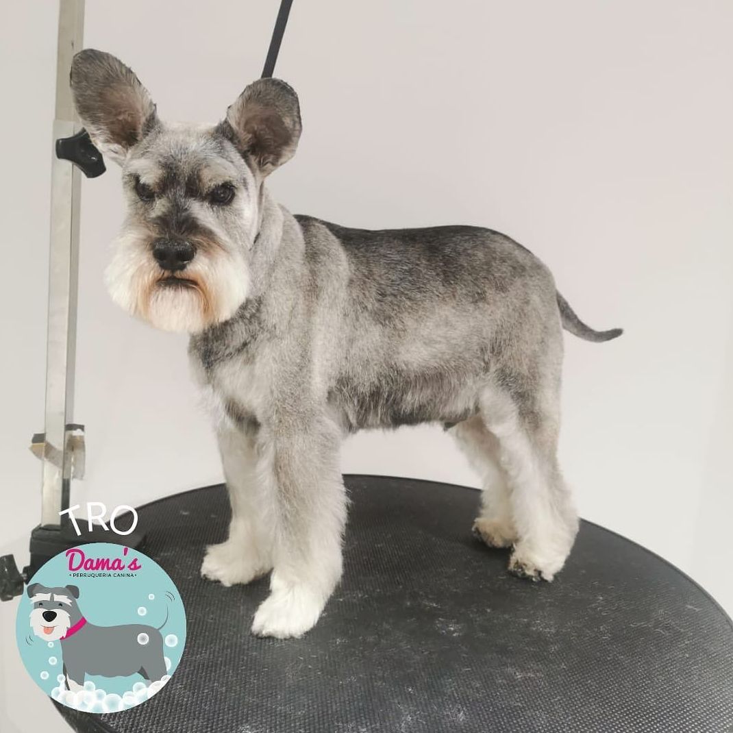 Foto 29 de Peluquería canina con todo tipo de tratamientos para tu mascota en  | Dama's