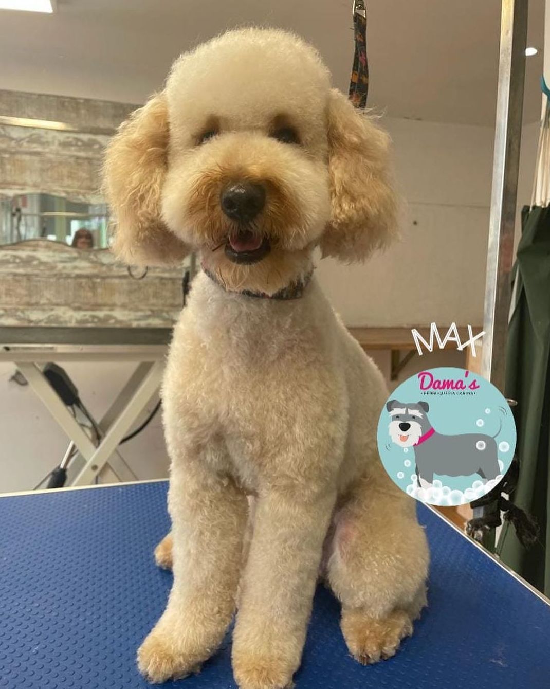 Foto 65 de Peluquería canina con todo tipo de tratamientos para tu mascota en  | Dama's