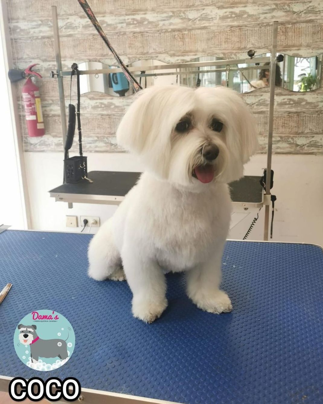 Foto 78 de Peluquería canina con todo tipo de tratamientos para tu mascota en  | Dama's