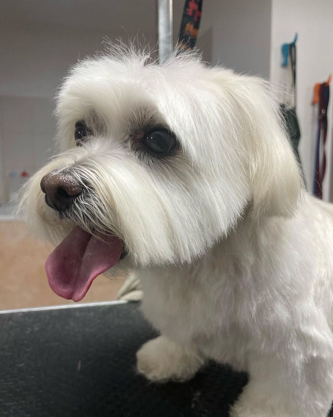 Foto 104 de Peluquería canina con todo tipo de tratamientos para tu mascota en  | Dama's