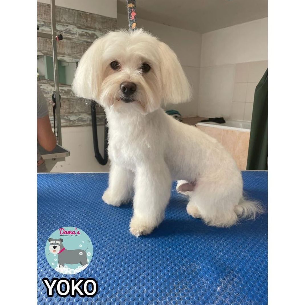 Foto 87 de Peluquería canina con todo tipo de tratamientos para tu mascota en  | Dama's