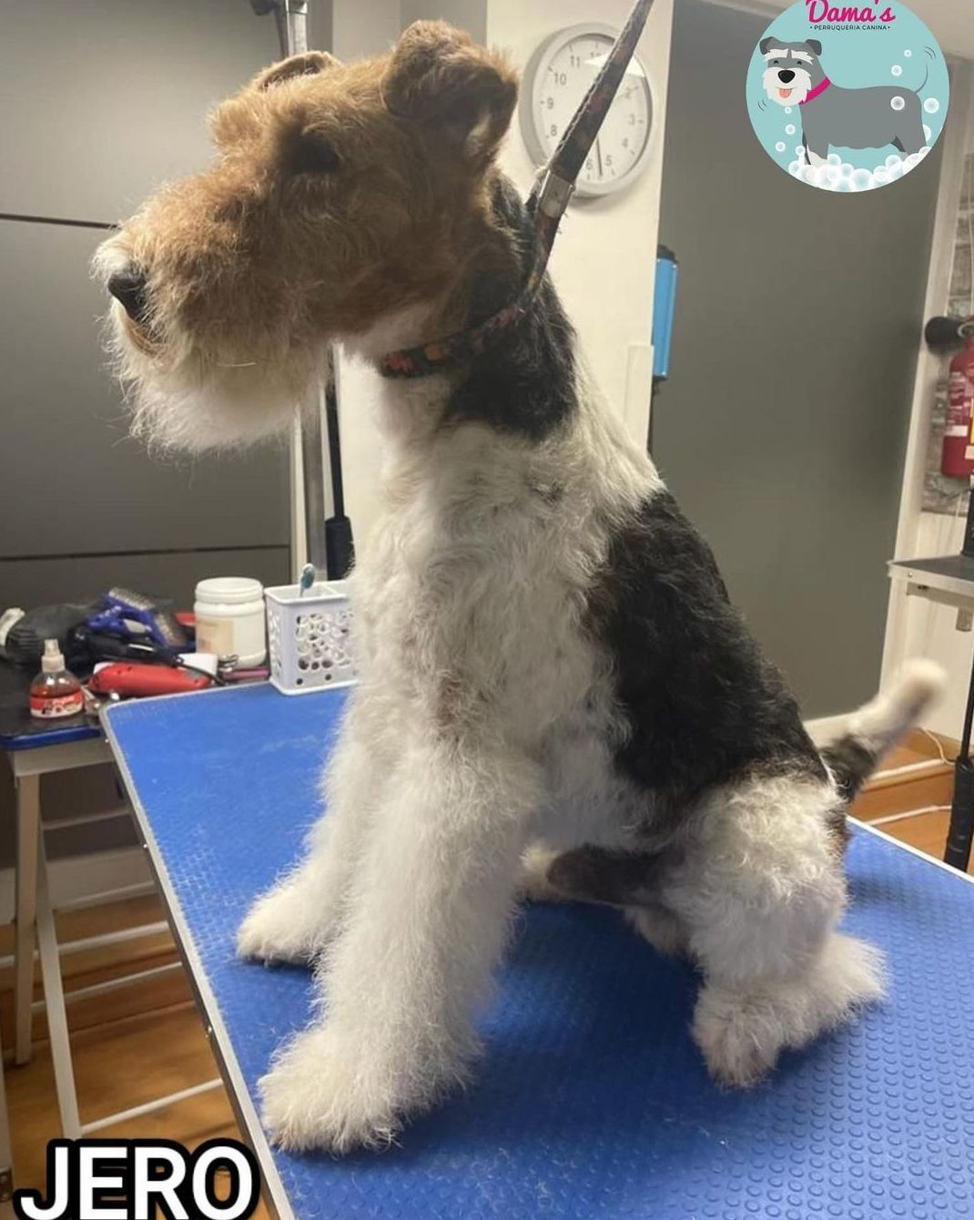 Foto 93 de Peluquería canina con todo tipo de tratamientos para tu mascota en  | Dama's