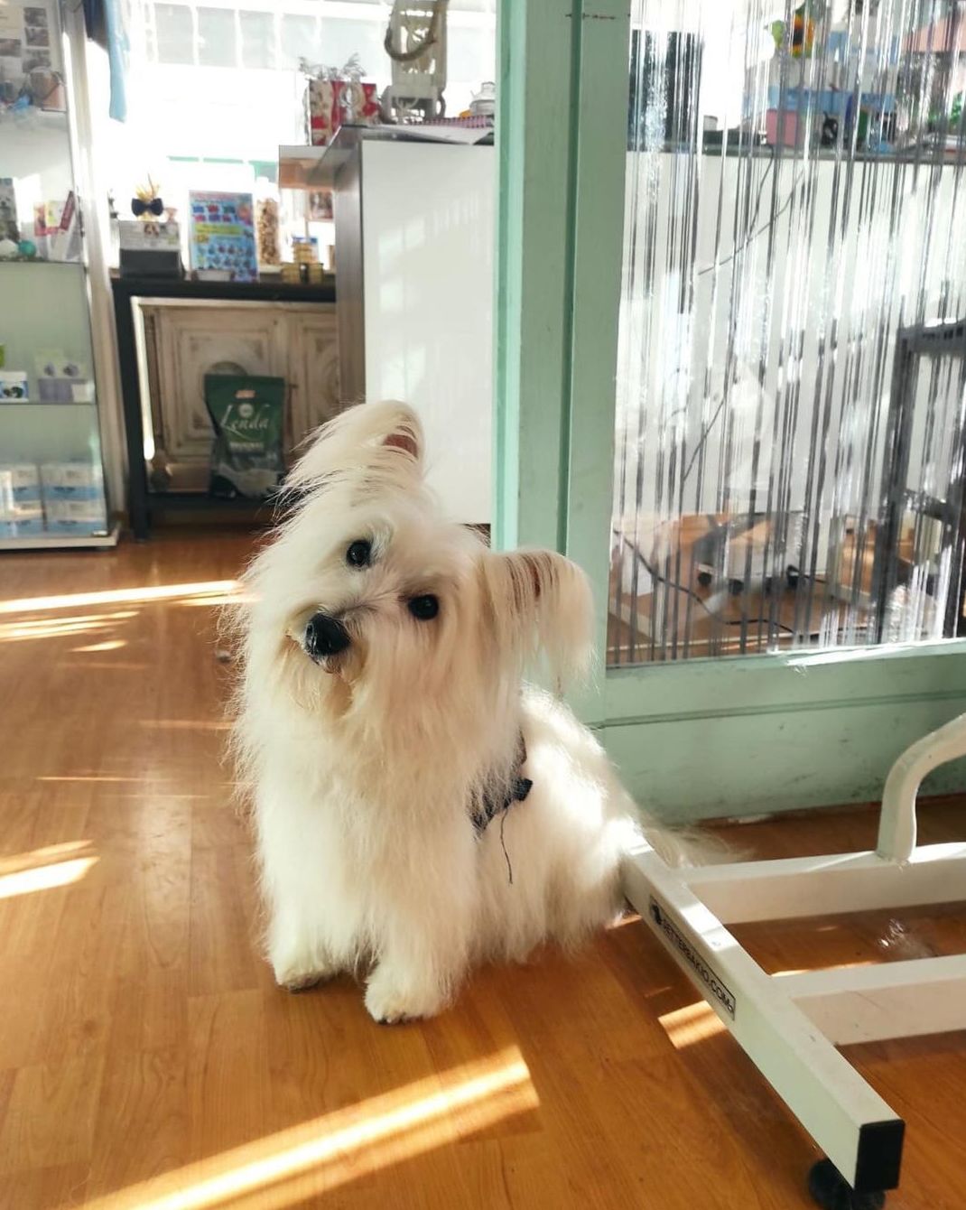 Foto 103 de Peluquería canina con todo tipo de tratamientos para tu mascota en  | Dama's