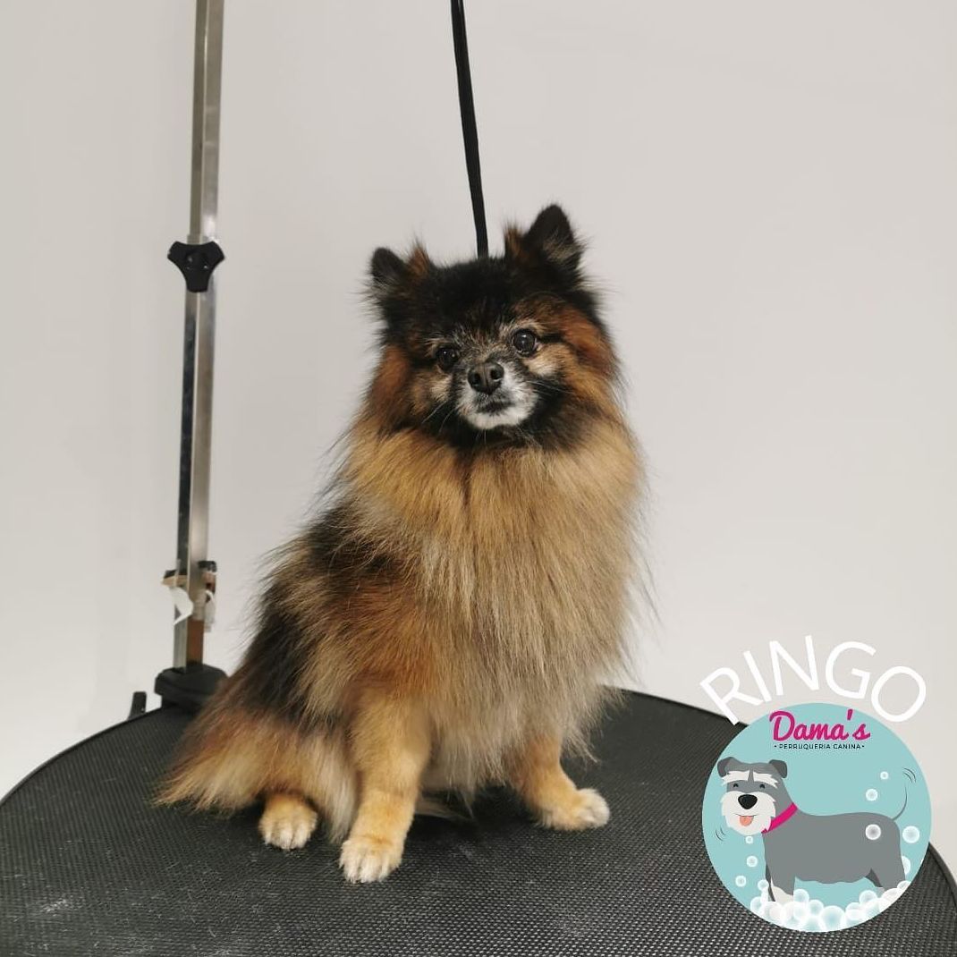 Foto 20 de Peluquería canina con todo tipo de tratamientos para tu mascota en  | Dama's
