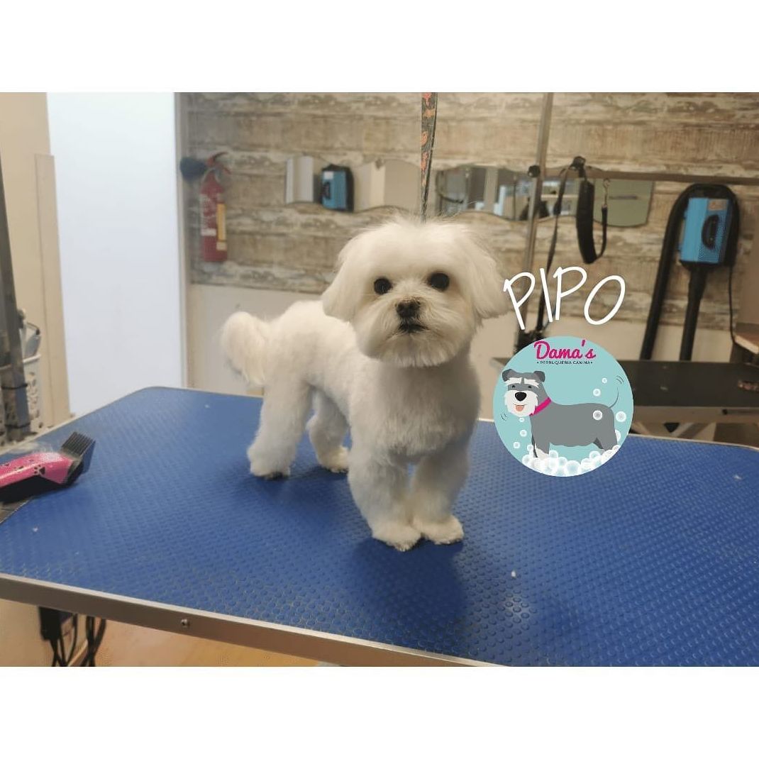 Foto 70 de Peluquería canina con todo tipo de tratamientos para tu mascota en  | Dama's