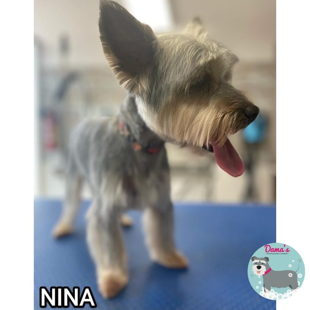 Foto 90 de Peluquería canina con todo tipo de tratamientos para tu mascota en  | Dama's