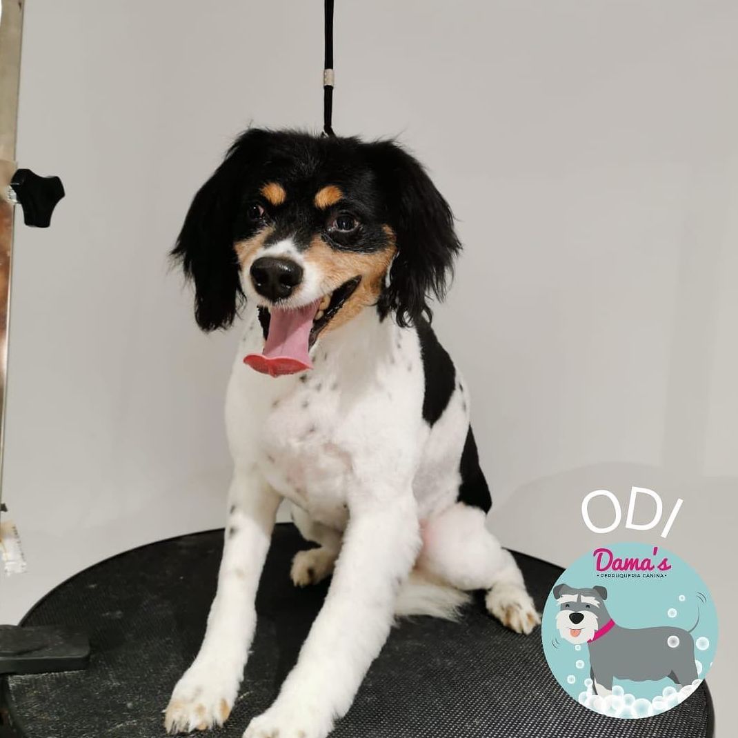 Foto 22 de Peluquería canina con todo tipo de tratamientos para tu mascota en  | Dama's
