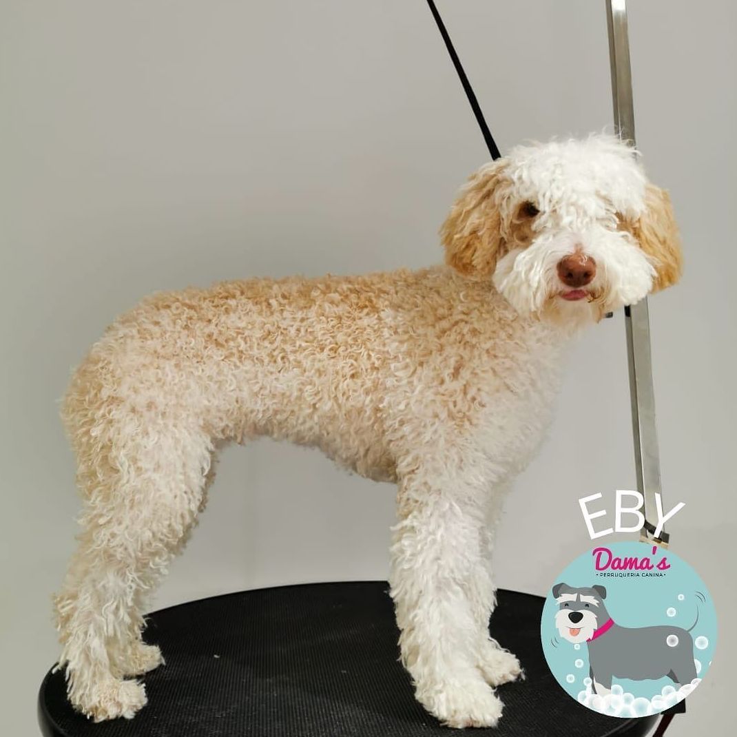 Foto 24 de Peluquería canina con todo tipo de tratamientos para tu mascota en  | Dama's