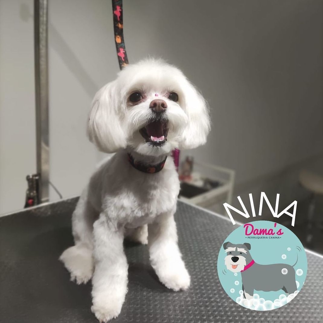Foto 14 de Peluquería canina con todo tipo de tratamientos para tu mascota en  | Dama's