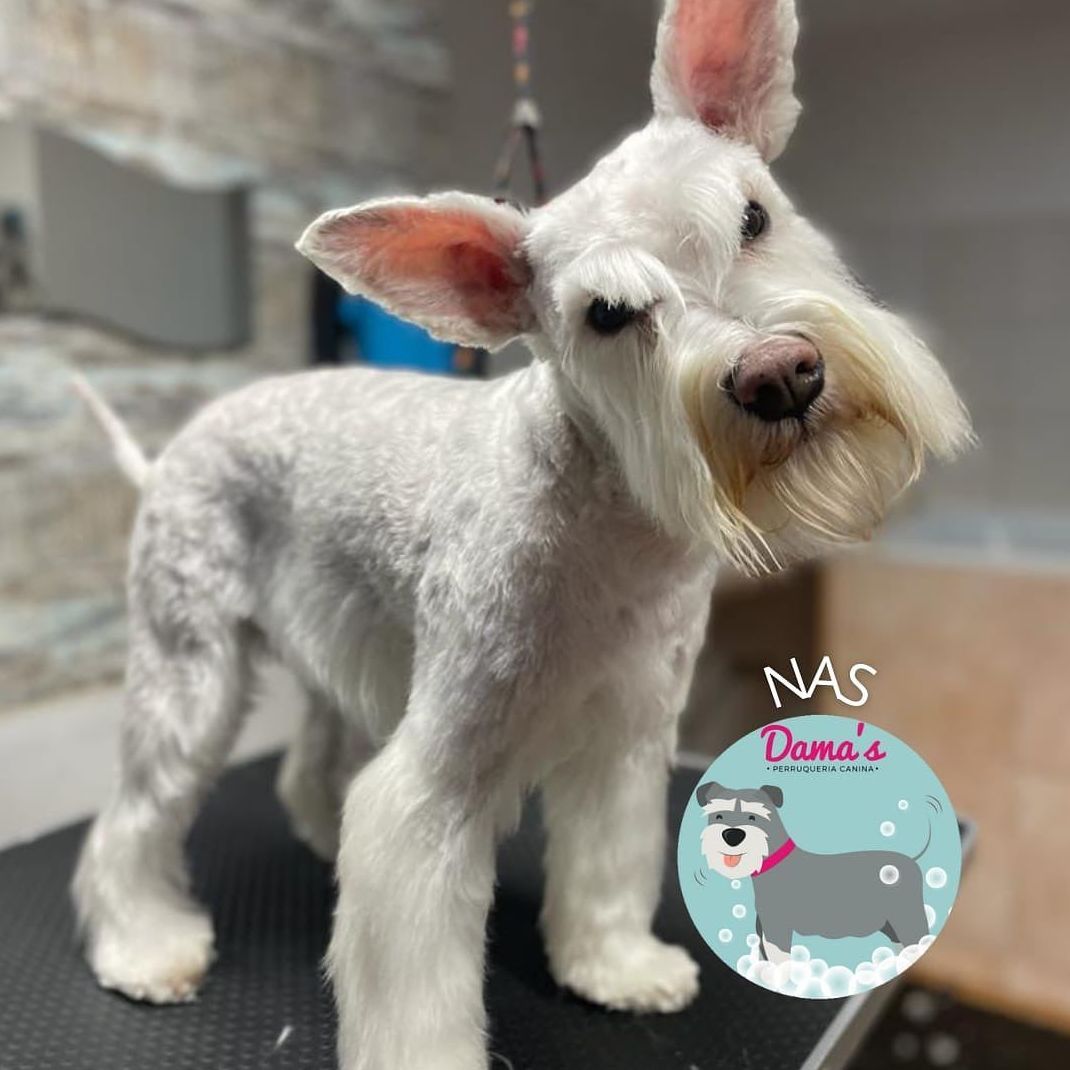 Foto 48 de Peluquería canina con todo tipo de tratamientos para tu mascota en  | Dama's