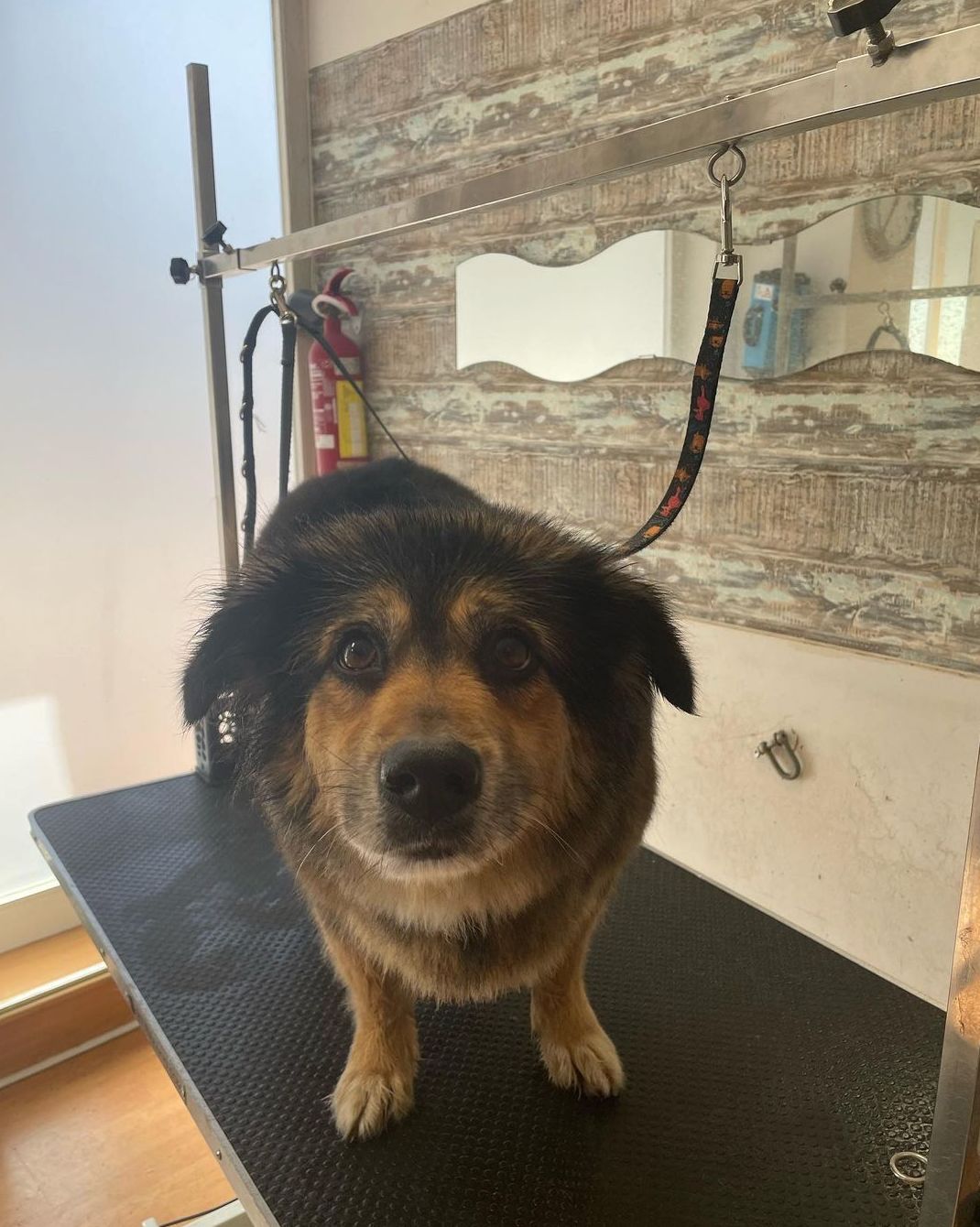 Foto 119 de Peluquería canina con todo tipo de tratamientos para tu mascota en  | Dama's