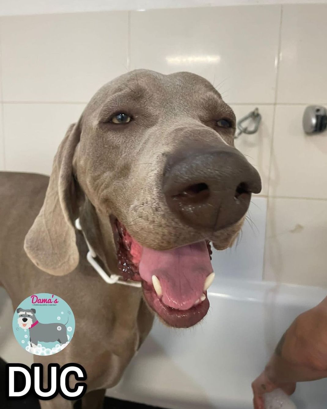 Foto 92 de Peluquería canina con todo tipo de tratamientos para tu mascota en  | Dama's