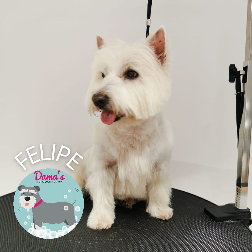 Foto 37 de Peluquería canina con todo tipo de tratamientos para tu mascota en  | Dama's