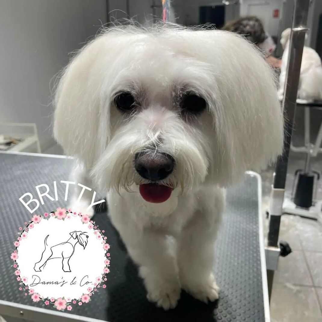 Foto 10 de Peluquería canina con todo tipo de tratamientos para tu mascota en  | Dama's
