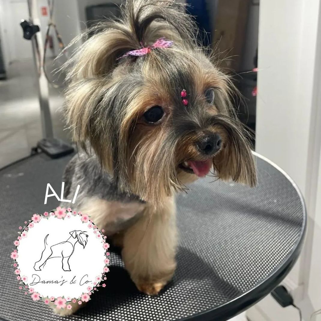 Foto 11 de Peluquería canina con todo tipo de tratamientos para tu mascota en  | Dama's