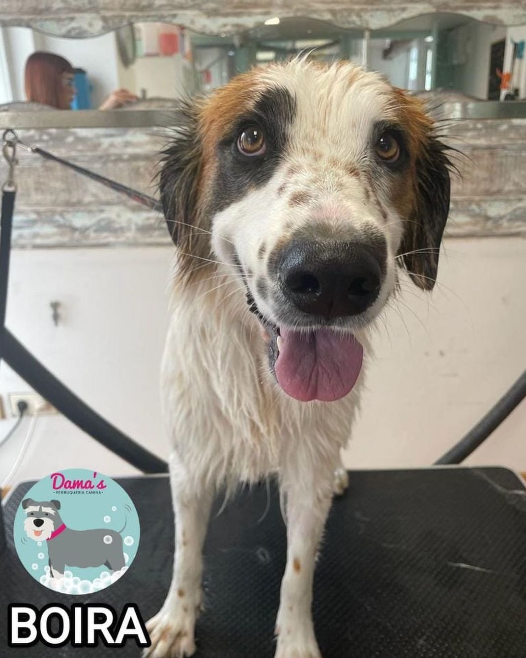Foto 91 de Peluquería canina con todo tipo de tratamientos para tu mascota en  | Dama's