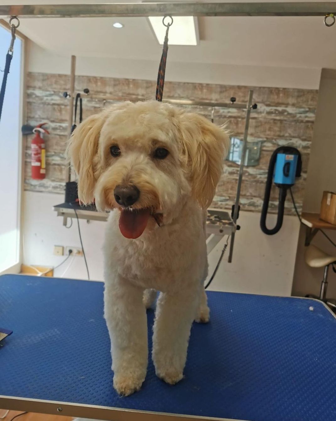 Foto 116 de Peluquería canina con todo tipo de tratamientos para tu mascota en  | Dama's