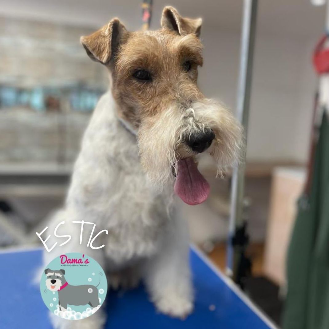 Foto 69 de Peluquería canina con todo tipo de tratamientos para tu mascota en  | Dama's