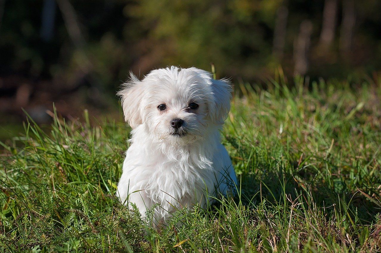 Peluquería canina y felina: Servicios de El Ca Rosa Peluquería canina y felina: Servicios de El Ca Rosa