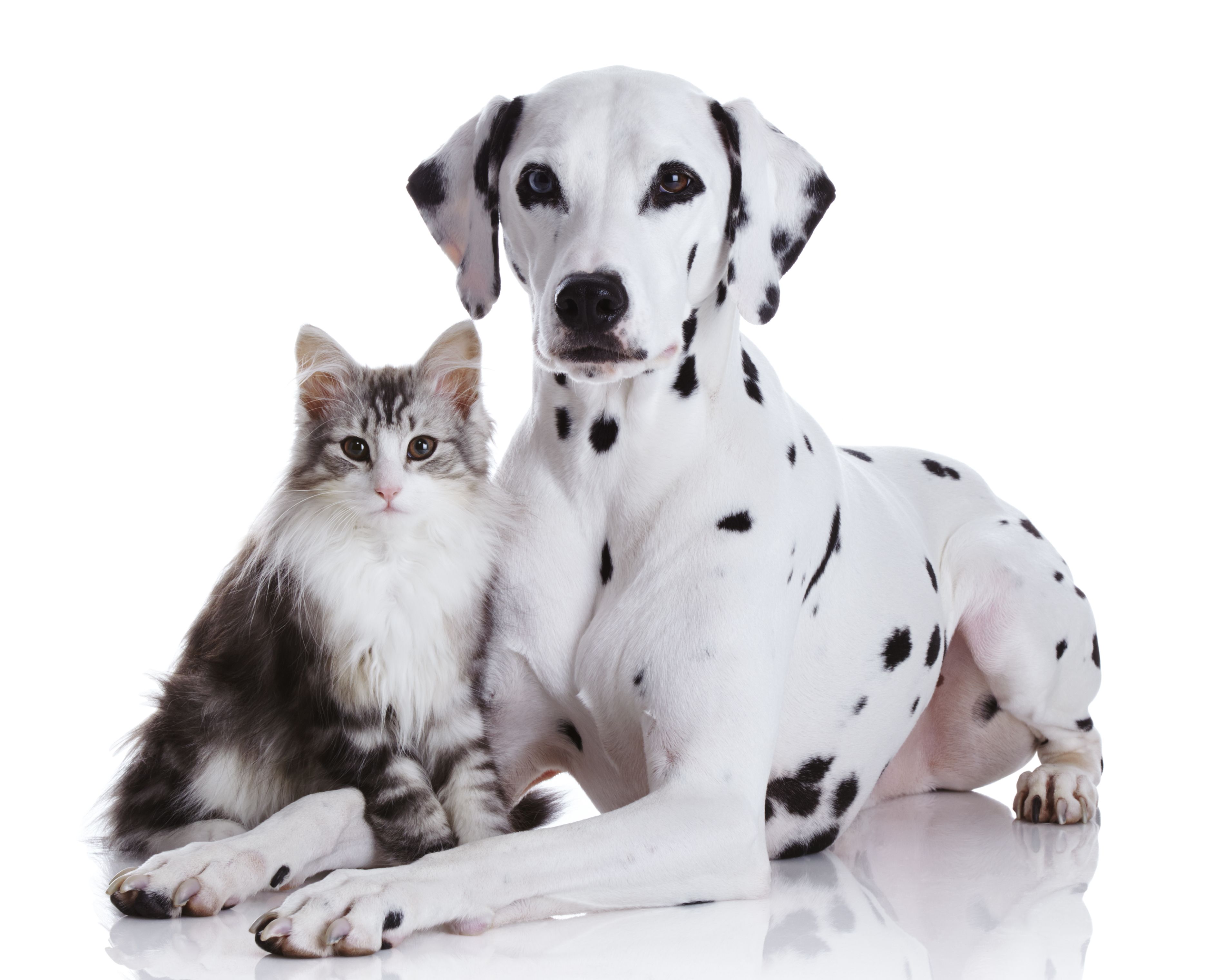 Comunicación animal: Servicios de El Ca Rosa Comunicación animal: Servicios de El Ca Rosa