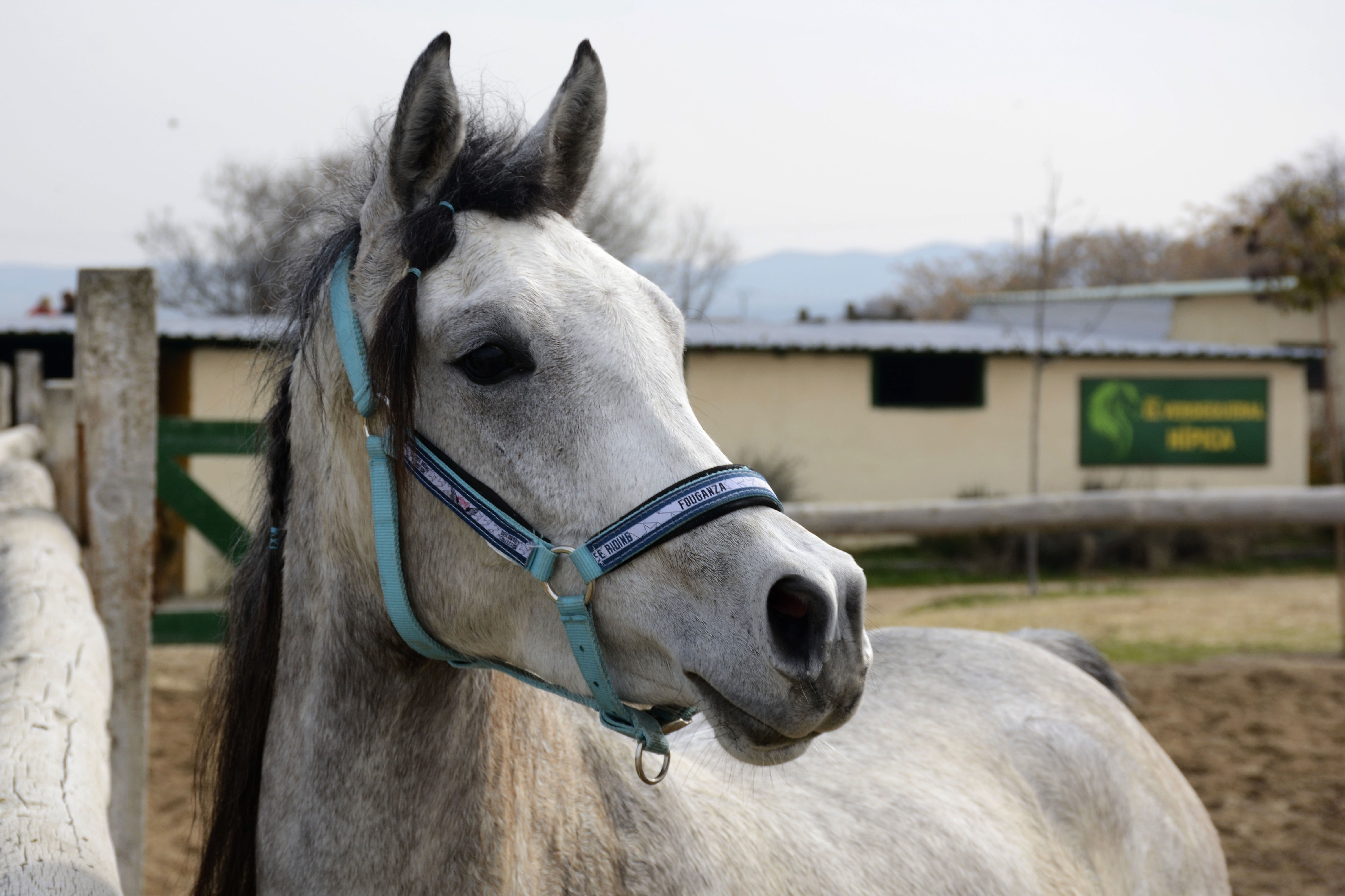 Doma de Caballos: Servicios de Fran Arenas Doma Clásica Doma de Caballos: Servicios de Fran Arenas Doma Clásica