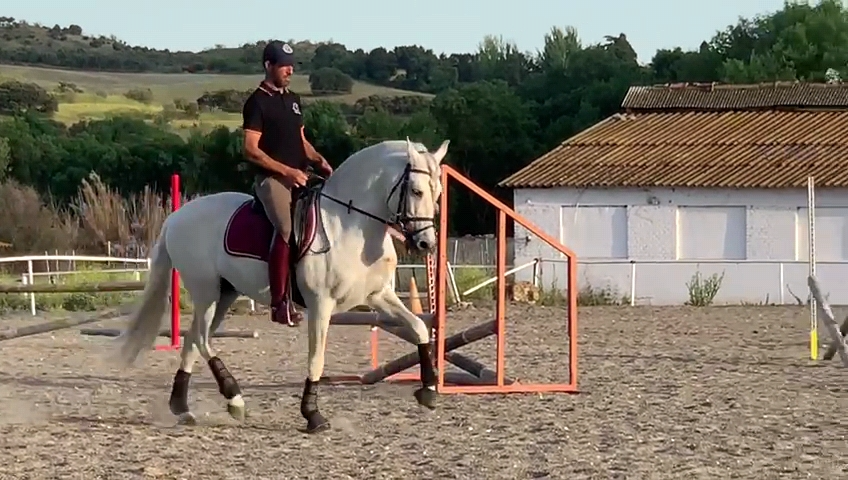 Doma de caballos en Móstoles Doma de caballos en Móstoles
