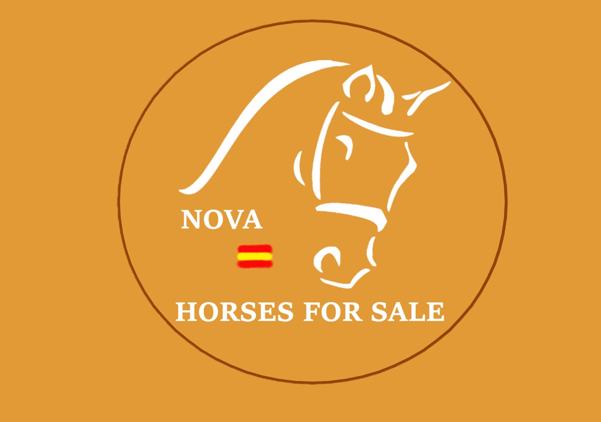 Venta de Caballos: Servicios de Fran Arenas Doma Clásica Venta de Caballos: Servicios de Fran Arenas Doma Clásica