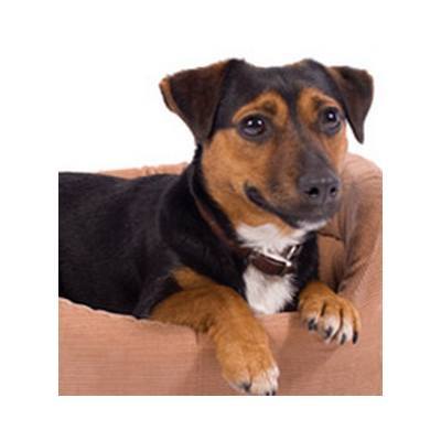 Peluquería canina: Productos y Servicios de Zoolife - Clínica Veterinaria Peluquería canina: Productos y Servicios de Zoolife - Clínica Veterinaria