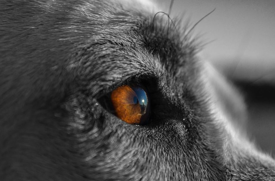 veterinario oftalmólogo Asturias veterinario oftalmólogo Asturias