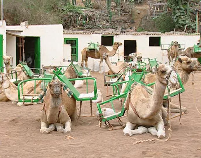 Camel Safari Park: Servicios de Casa Elisa Canarias Camel Safari Park: Servicios de Casa Elisa Canarias