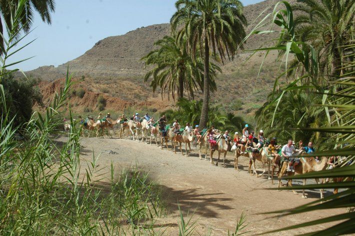 Camel Safari Park: Servicios de Casa Elisa Canarias Camel Safari Park: Servicios de Casa Elisa Canarias