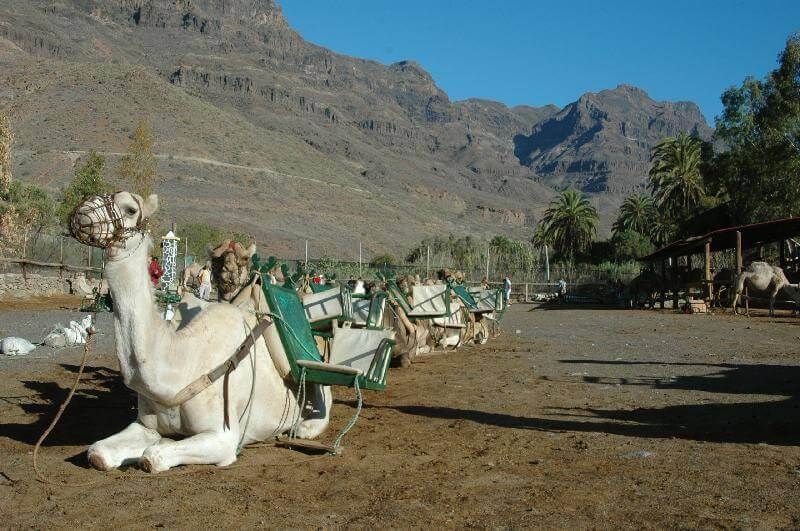 Camel Safari Park: Servicios de Casa Elisa Canarias Camel Safari Park: Servicios de Casa Elisa Canarias