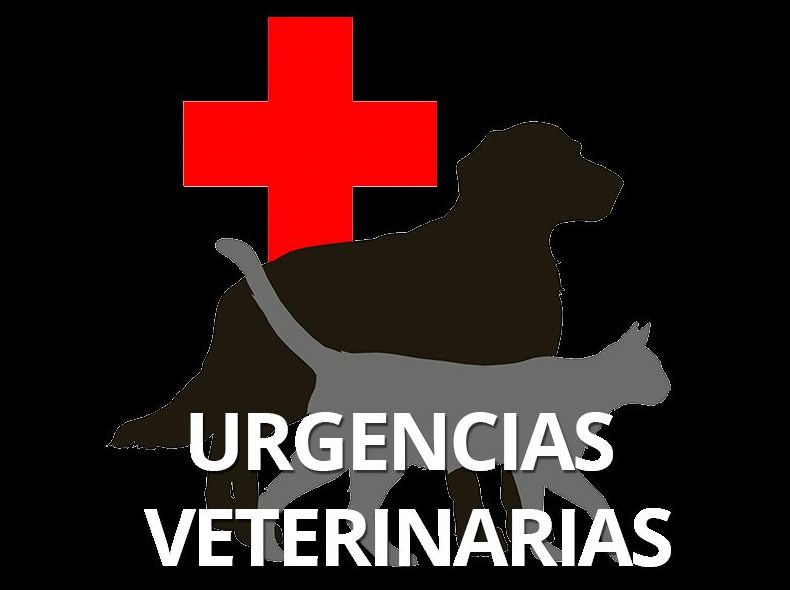 TELÉFONO DE URGENCIAS: Nuestros Servicios de Clínica Veterinaria Sant Marc TELÉFONO DE URGENCIAS: Nuestros Servicios de Clínica Veterinaria Sant Marc