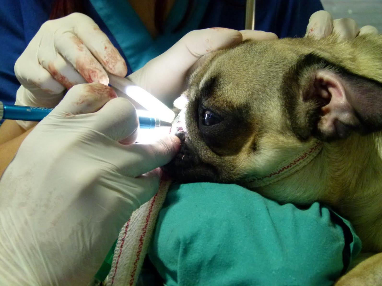 Cirugía: Nuestros Servicios de Clínica Veterinaria Sant Marc Cirugía: Nuestros Servicios de Clínica Veterinaria Sant Marc