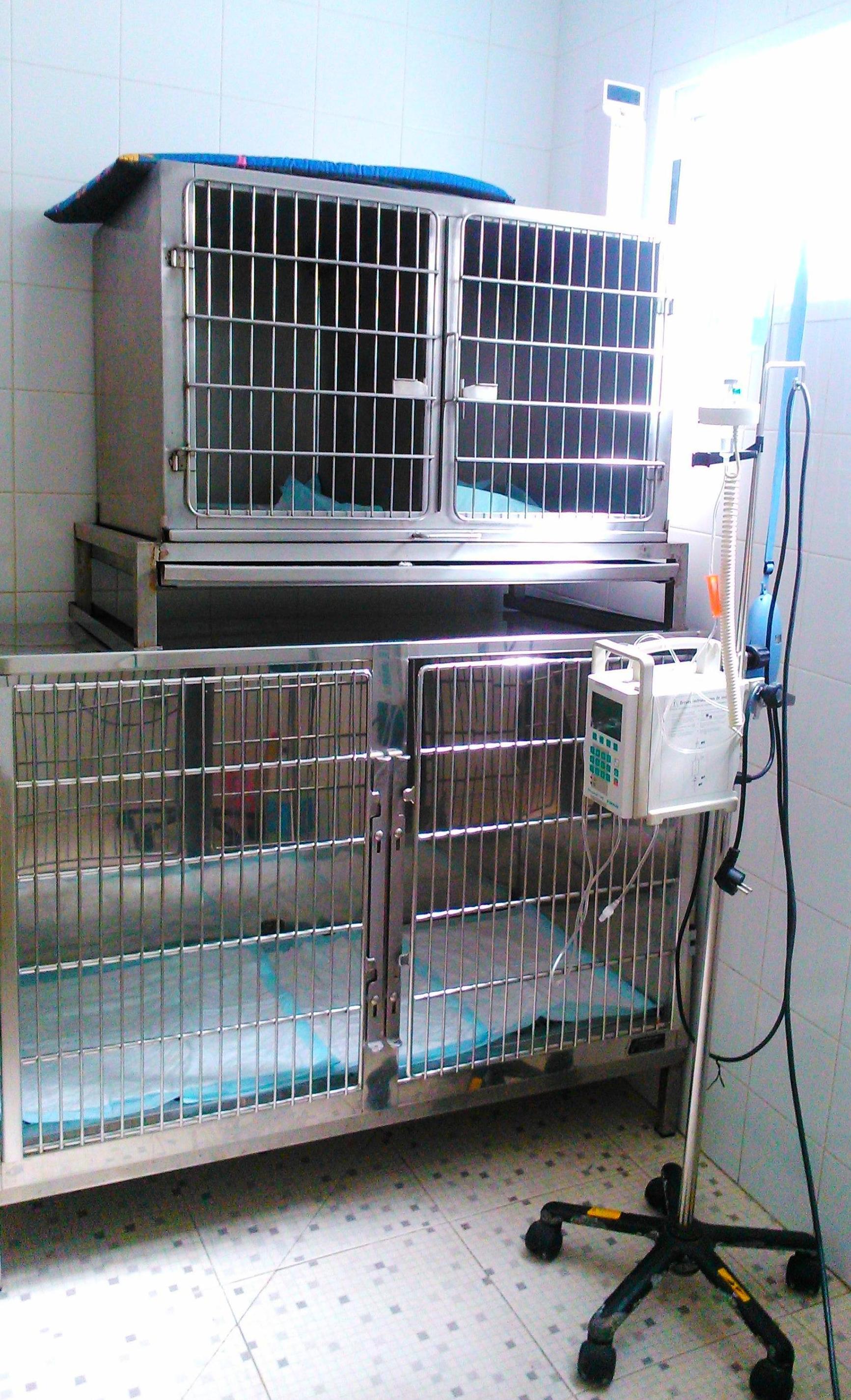 Servicio de hospitalización para mascotas en Almassora - Castellón Servicio de hospitalización para mascotas en Almassora - Castellón