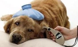 Medicina interna: Nuestros Servicios de Clínica Veterinaria Sant Marc Medicina interna: Nuestros Servicios de Clínica Veterinaria Sant Marc