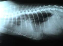Radiología Digital: Nuestros Servicios de Clínica Veterinaria Sant Marc Radiología Digital: Nuestros Servicios de Clínica Veterinaria Sant Marc